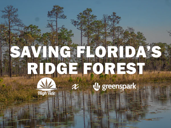 How High Tide is Planting Trees & Protecting Florida Wildlife