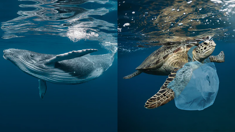 ENVIRONMENTAL IMPACT